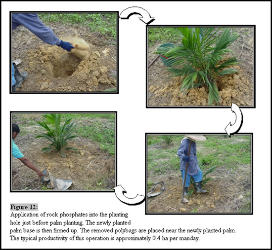 Oil Palm « Applied Agricultural Resources