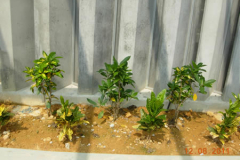 landscaping_12aug11_16