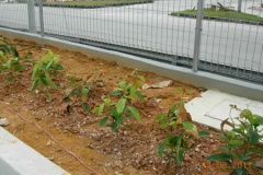 landscaping_12aug11_35