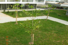 landscaping_4sep11_14