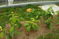 landscaping_4sep11_21