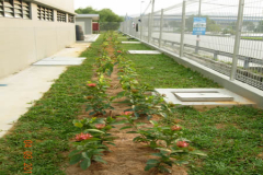 landscaping_4sep11_25