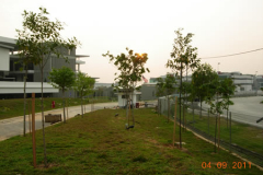 landscaping_4sep11_55