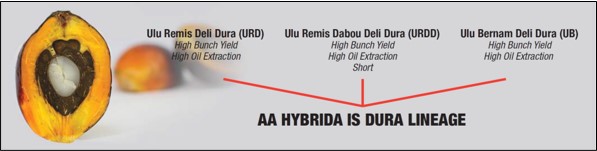 AA Hybrida IS Dura Lineage