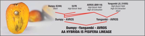 AA Hybrida IS Pisifera Lineage