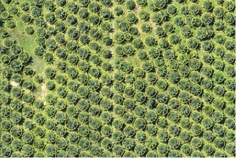 Drone images are used for quantifying palm growth (Canopy Size) and assessing planting pattern of oil palms