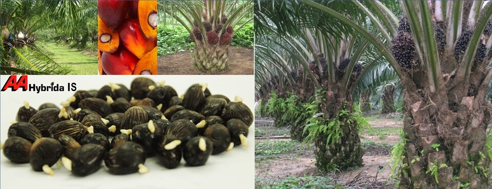 Oil Palm Seed: AAR Hybrida 1S